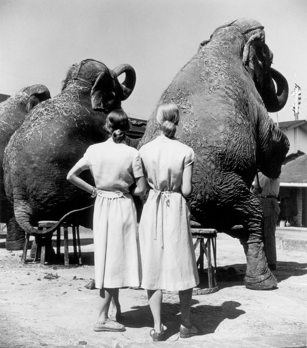 Близнецы со слонами, Сарасота, 1947. Фотограф Луиза Даль-Вульф