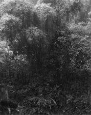 Isabella Ginanneschi, Bamboo Jungle, 1998