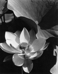 Edward Steichen,  Lotus, Mt Kisco, New York 1915