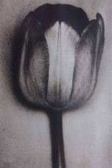 Sheila Metzner, Silver Tulip. 2002