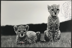 Peter Beard, Cheetah Cubs
