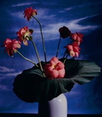 Horst, Lotus, c. 1985
