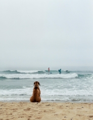 Michael Dweck, Surf Dog, Montauk, 2002